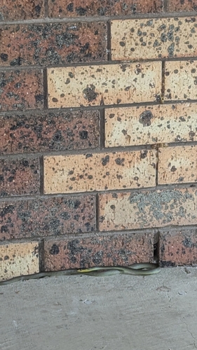 Common Tree Snake sighting