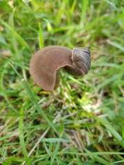 Panaeolus foenisecii