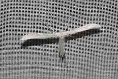 Hellinsia homodactylus