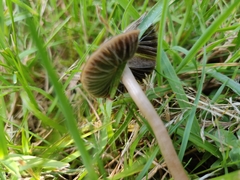 Panaeolus foenisecii