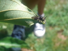 Cerotainia