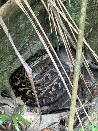 Australian Scrub Python sighting