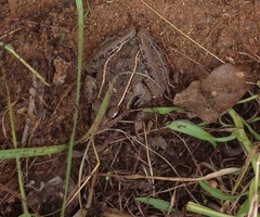 Lithobates sphenocephalus
