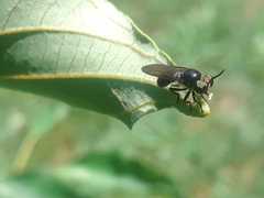 Cerotainia