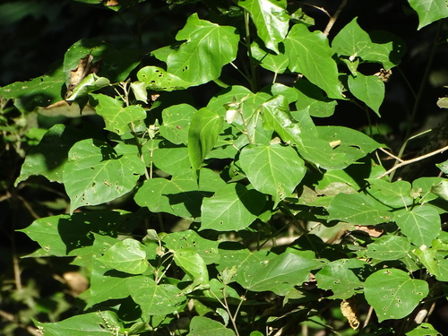 Croton reflexifolius