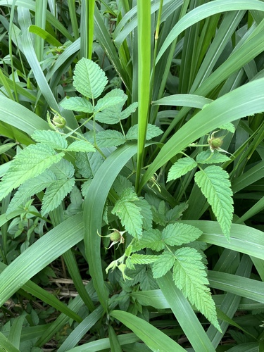 Rubus rosifolius observed 2025-01-21