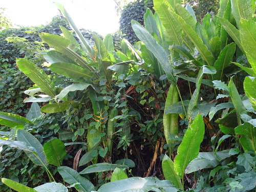 Image of Heliconia latispatha by (c) Alexis López Hernández, some rights reserved (CC BY)