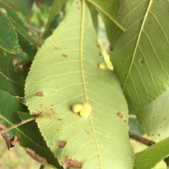 Caryomyia persicoides