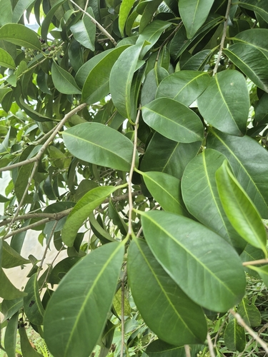 Ilex cymosa observed 2025-01-21