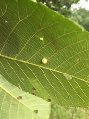 Caryomyia persicoides