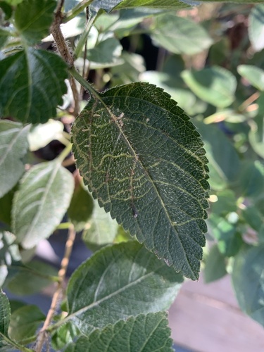 Herring-bone Leafminer photo 5