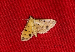 Herpetogramma cynaralis