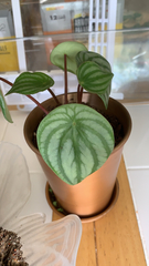 Peperomia argyreia