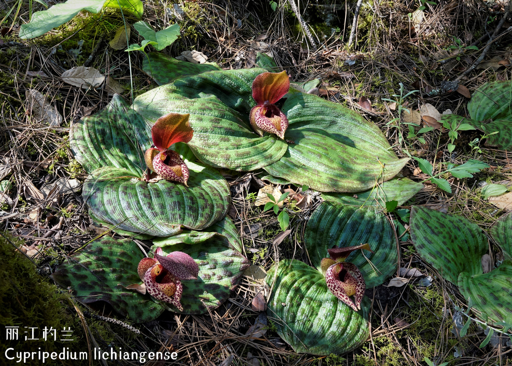Cypripedium lichiangense S.C.Chen & P.J.Cribb