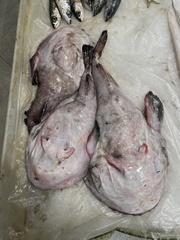 Yellow Goosefish photo 5