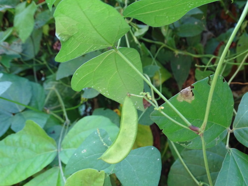 Phaseolus lunatus, photograph 6