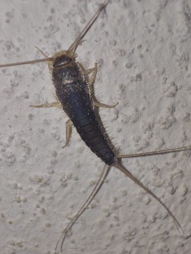 Long-tailed Silverfish, 9717 BB Groningen, Netherlands, photo 6 of 10