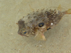 Chilomycterus spinosus