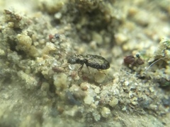 Asaphidion