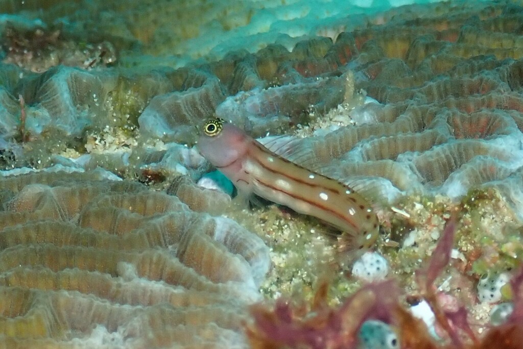 Three-lined Blenny (Ecsenius trilineatus)