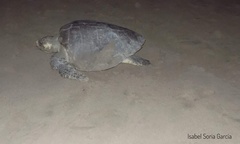 Lepidochelys olivacea