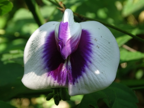 Image of Centrosema plumieri by (c) Alexis López Hernández, some rights reserved (CC BY)