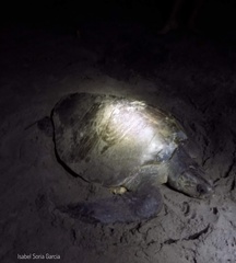 Lepidochelys olivacea