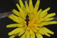 Oedemera pthysica