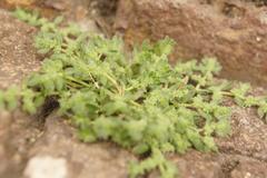 Herniaria hirsuta