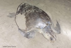 Lepidochelys olivacea