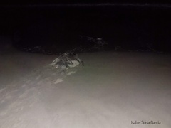 Lepidochelys olivacea