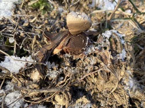 Geastrum rufescens