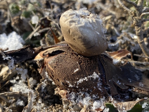 Geastrum rufescens (Photo 2 of 7)
