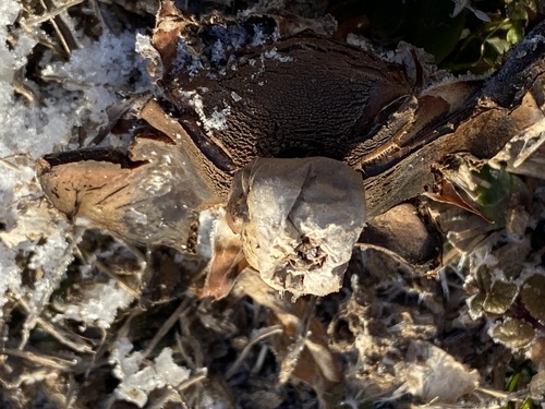 Geastrum rufescens (Photo 3 of 7)