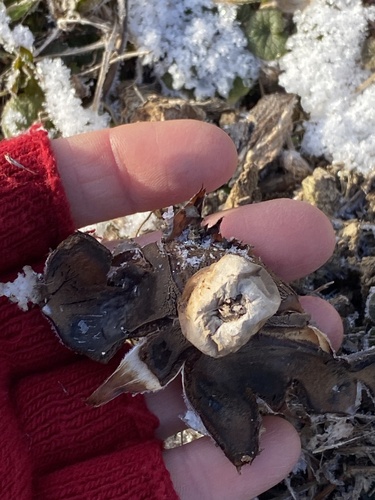 Geastrum rufescens (Photo 4 of 7)