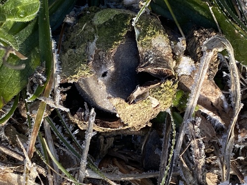 Geastrum rufescens (Photo 6 of 7)