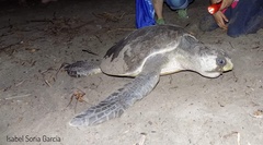 Lepidochelys olivacea