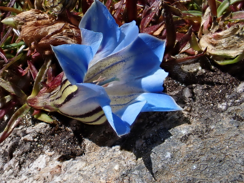 Gentiana ornata, photograph 5