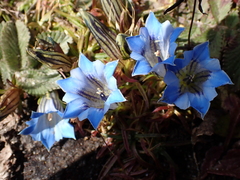 Gentiana ornata, photograph (c) Patricia Rose, some rights reserved (CC BY)