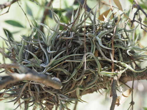 Tillandsia funebris, photograph 3