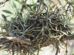 (c) Rosario Douglas, some rights reserved (CC BY) Tillandsia funebris, photograph (c) Rosario Douglas, some rights reserved (CC BY)