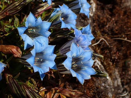 Gentiana ornata, photograph 3