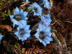 (c) Patricia Rose, some rights reserved (CC BY) Gentiana ornata, photograph (c) Patricia Rose, some rights reserved (CC BY)