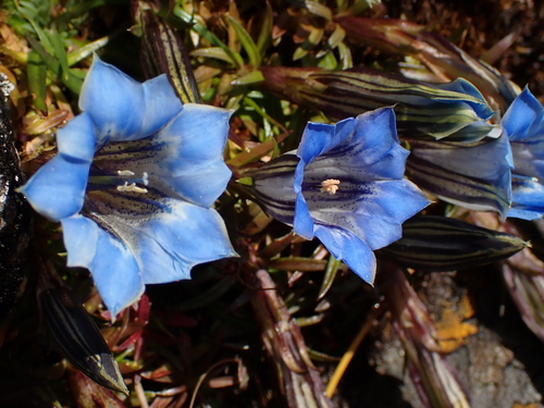 Gentiana ornata, photograph 4