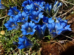 Gentiana ornata