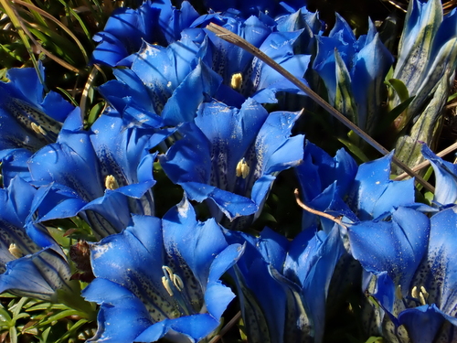 Gentiana ornata, photograph 1