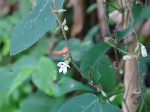 Legume (Calopogonium galactioides)