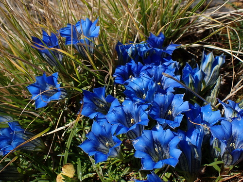 Gentiana ornata, photograph 2
