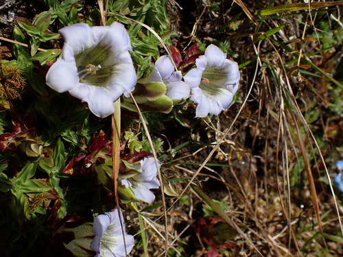 Gentiana depressa, photograph 5