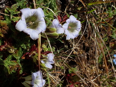 Gentiana depressa, photograph (c) Patricia Rose, some rights reserved (CC BY)